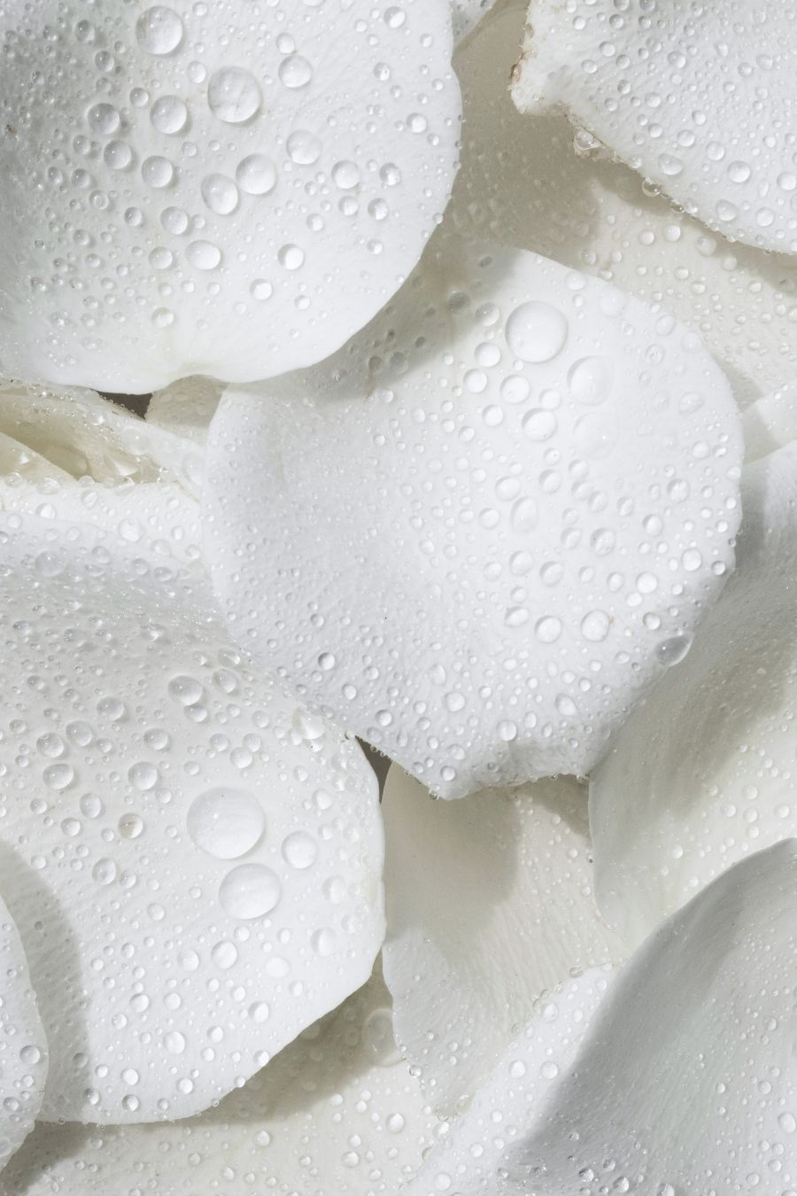 Pétales blancs frais avec gouttes d’eau évoquant pureté et naturalité – KALYAË ORIGIN