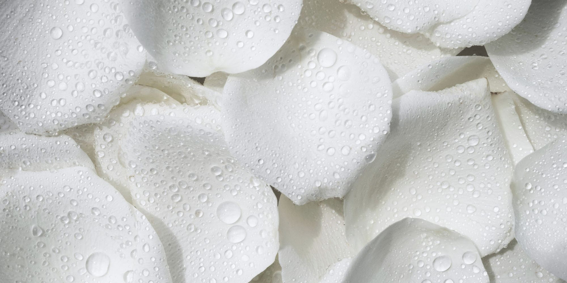 Pétales blancs frais avec gouttes d’eau évoquant pureté et naturalité – KALYAË ORIGIN