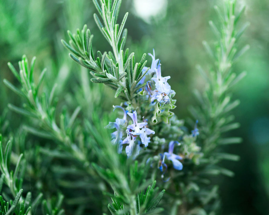 Romarin plante tonifiante et revitalisante utilisée dans les soins certifiés COSMOS ORGANIC par Ecocert – KALYAË ORIGIN