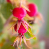 Rose musquée régénérante naturelle utilisée dans les soins certifiés COSMOS ORGANIC par Ecocert – KALYAË ORIGIN