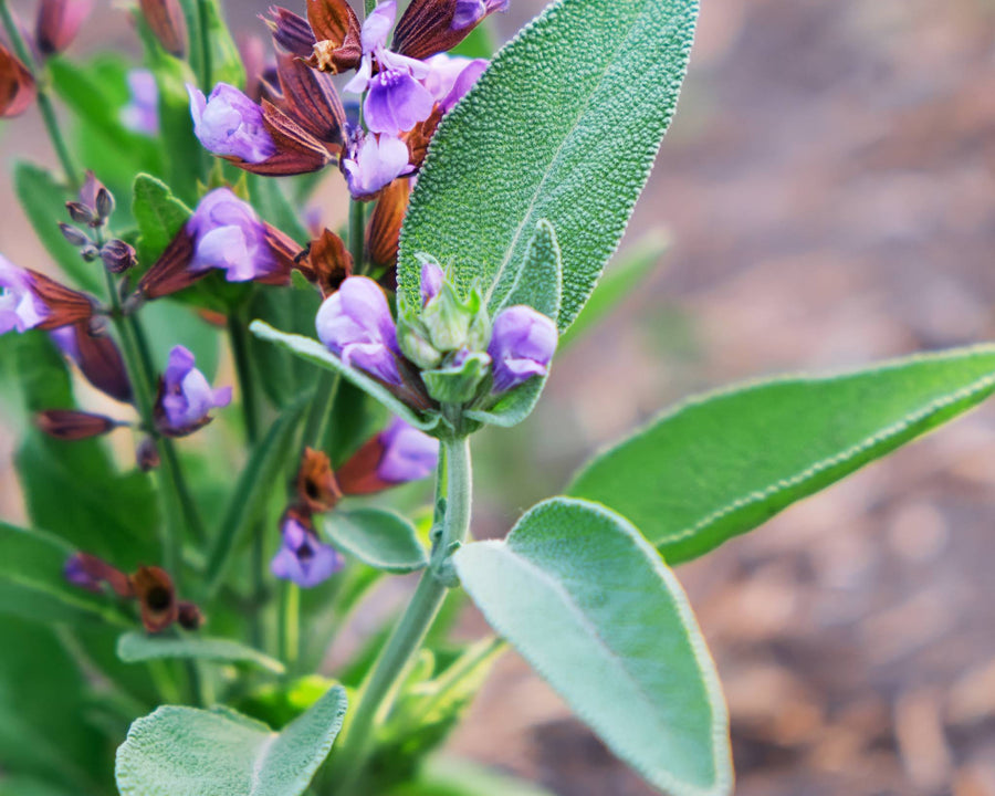 Sauge officinale purifiante et équilibrante utilisée dans les soins certifiés COSMOS NATURAL par Ecocert – KALYAË ORIGIN