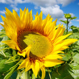 Fleur de tournesol source d’huile nourrissante utilisée dans les soins certifiés COSMOS NATURAL – KALYAË ORIGIN